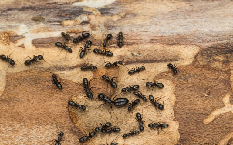 can ants enter your house through your kitchen sink